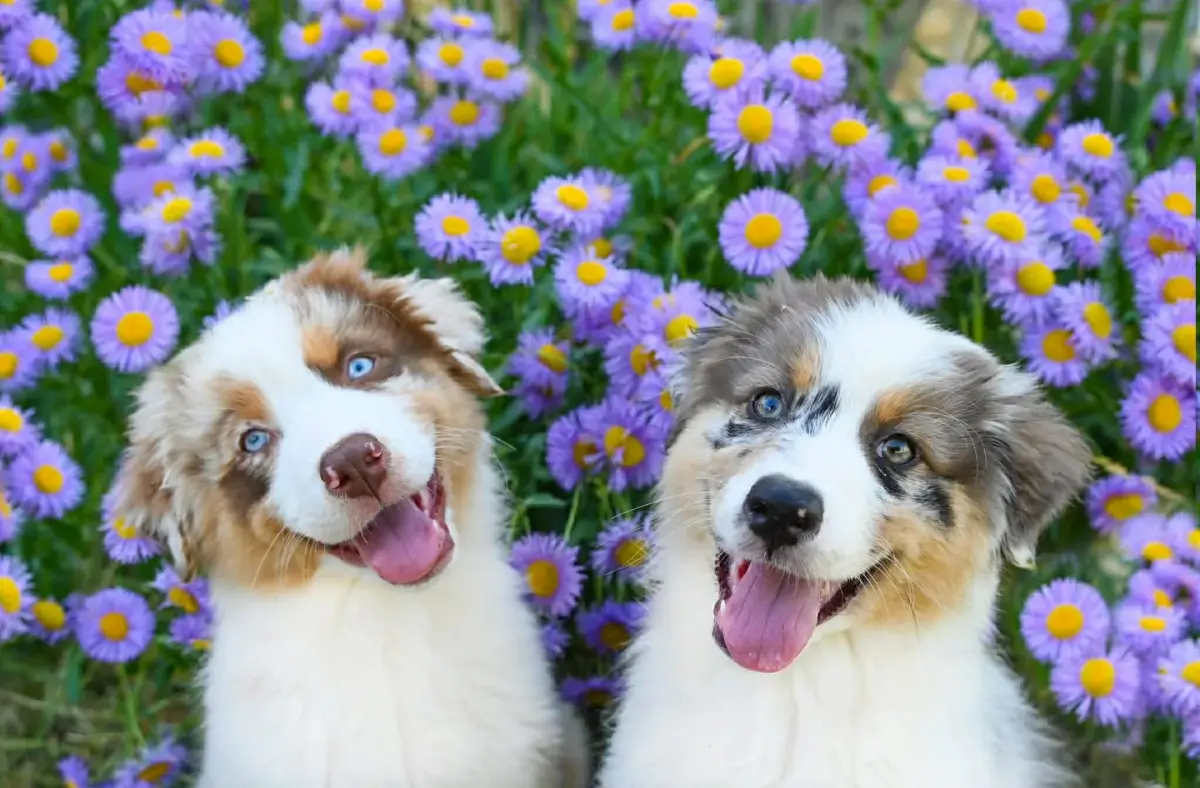 Rozi Dog Hotel